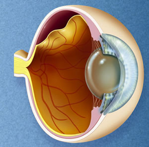 Retina